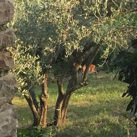 Bella Tatil Evi